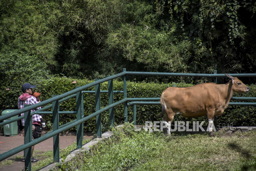 Pengunjung melihat banteng di area Kebun Binatang Bandung (Bandung Zoo), Kota Bandung, Jawa Barat, Kamis (27/7/2023). 