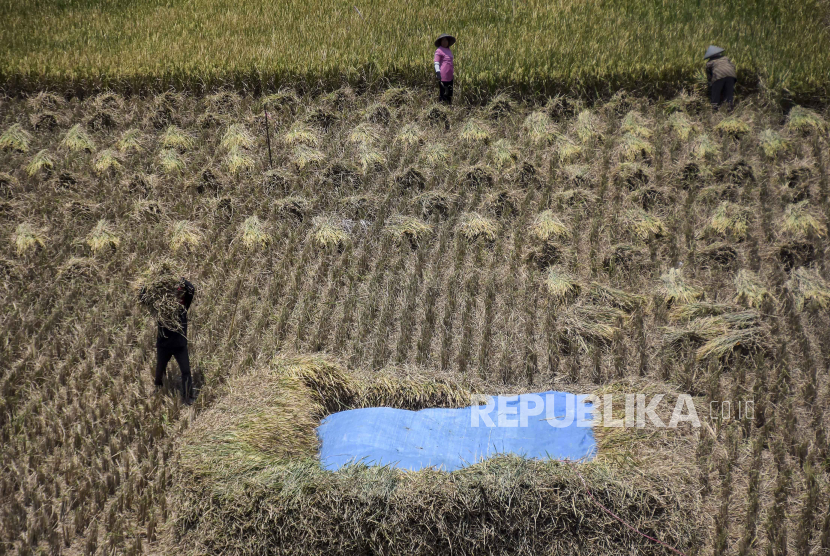 Petani memanen padi di lahan persawahan di Cisaranten Kidul, Kota Bandung, Jawa Barat, Kamis (16/3/2023). 
