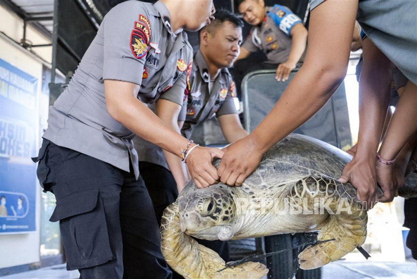  Polisi Perairan Indonesia memuat penyu ke dalam truk setelah disita dari pemburu ilegal di Denpassar, Bali, Senin (1/5/2023). 