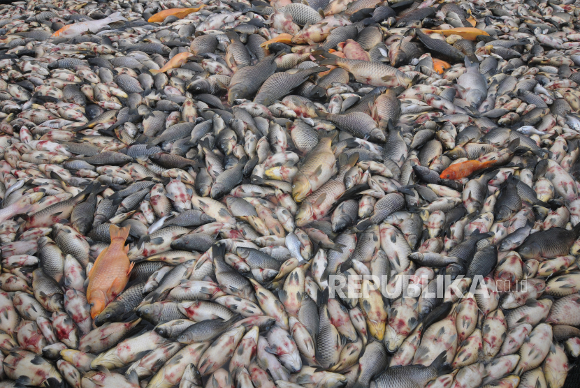 Ikan hasil budidaya petani keramba mati. (Foto: ilustrasi)