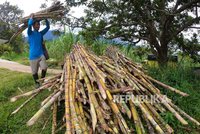 Pekerja mengangkut potongan tebu hasil panen (ilustrasi). Pabrik Gula Takalar yang berada di bawah kewenangan PT Perkebunan Nusantara XIV pada musim giling kali ini menargetkan memproduksi 21.644 ton gula pasir.