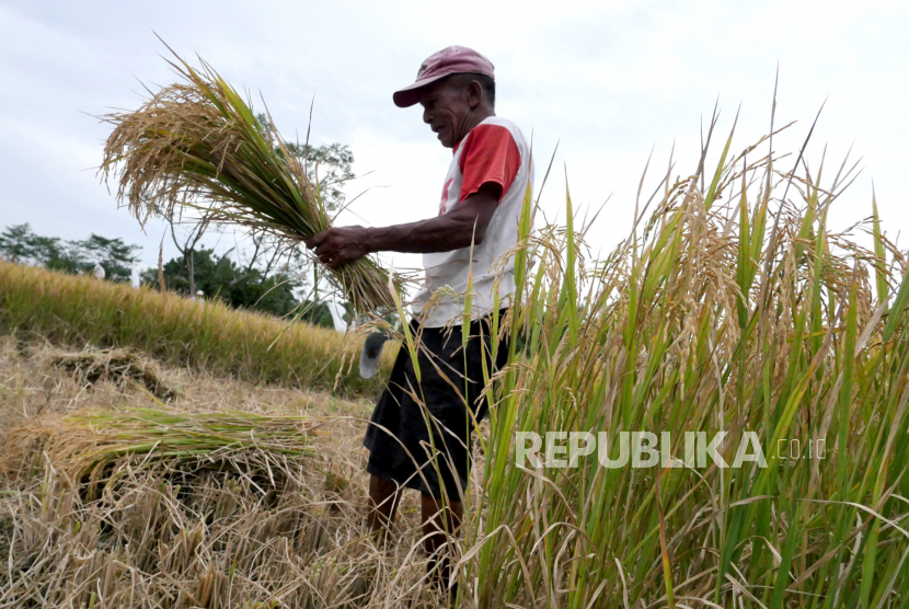 Petani memanen padi IR64 di persawahan Madukismo, Bantul, Yogyakarta. Pemkab Bantul antisipasi kekeringan dengan menyiapkan ribuan pompa air. Ilustrasi.