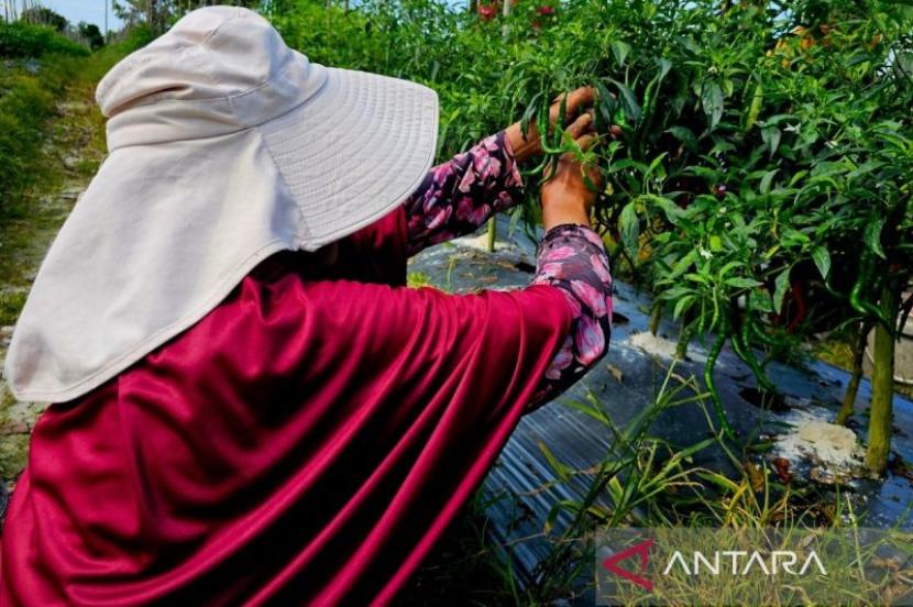 Bupati Natuna ajak petani naikkan produksi tanaman pangan dukung MBG.