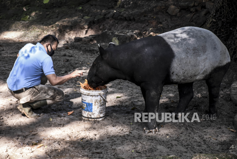 Koleksi tapir Kebun Binatang Taman Rimba, Jambi, bertambah (Foto: hewan tapir)