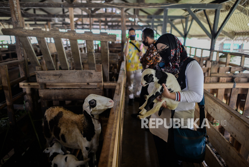 Pemkab Bogor mencatat ada sebanyak 13 sapi mati karena PMK.