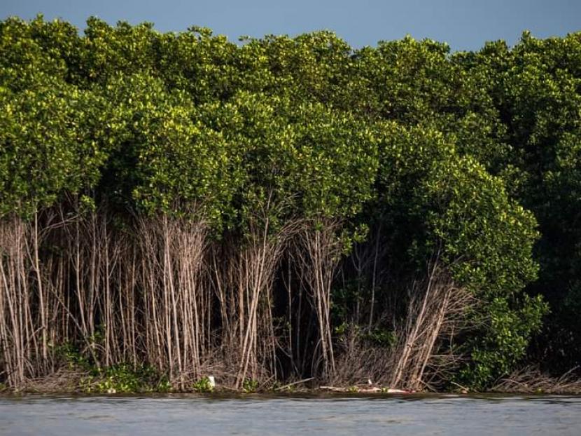 Hutan Mangrove