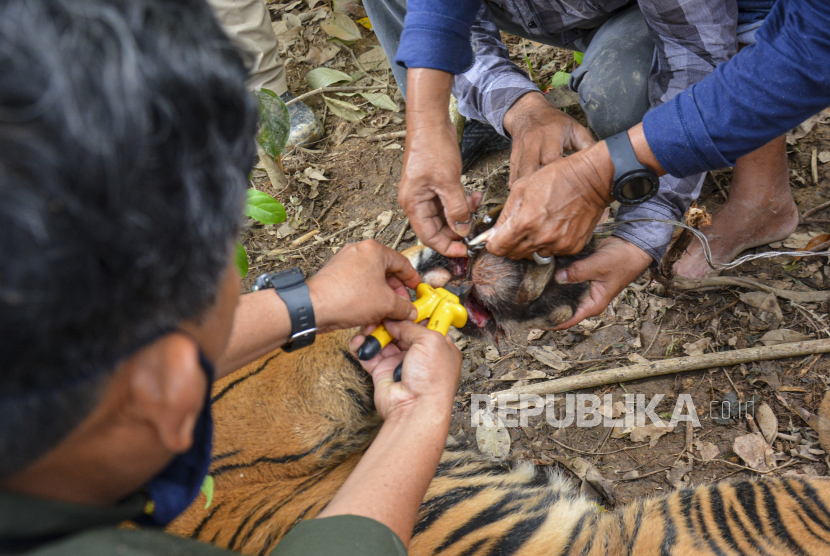 Tim gabungan Balai Konservasi Sumber Daya Alam (BKSDA) Aceh memotong kawat sling yang menjerat  kaki anak Harimau Sumatera (Panthera Tigris Sumatrae) - ilustrasi