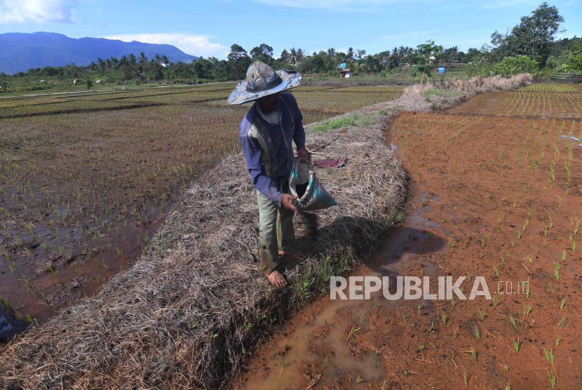 Petani menabur kompos pada lahan tanam padi miliknya di  Kabupaten Morowali, Sulawesi Tengah, Ahad (25/2/2024). Petani menggunakan kompos sebagai pupuk alternatif untuk tanaman mereka karena menipisnya ketersediaan pupuk kimia di wilayah tersebut. 