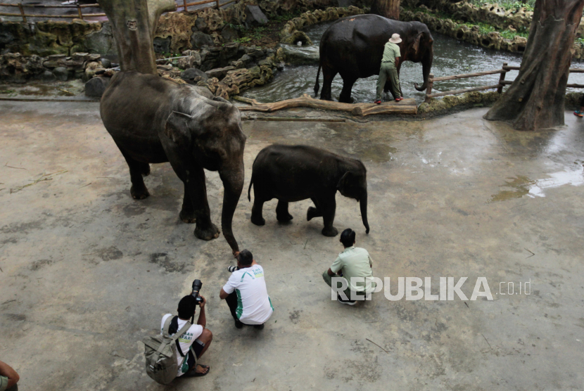 Taman Safari Indonesia mengolah kotoran gajah menjadi kertas ramah lingkungan.