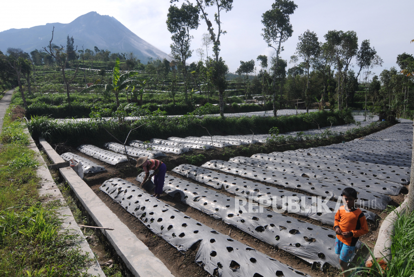 Warga beraktivitas di lahan pertanian lereng Gunung Merapi di Tlogolele, Selo, Boyolali, Jawa Tengah. 