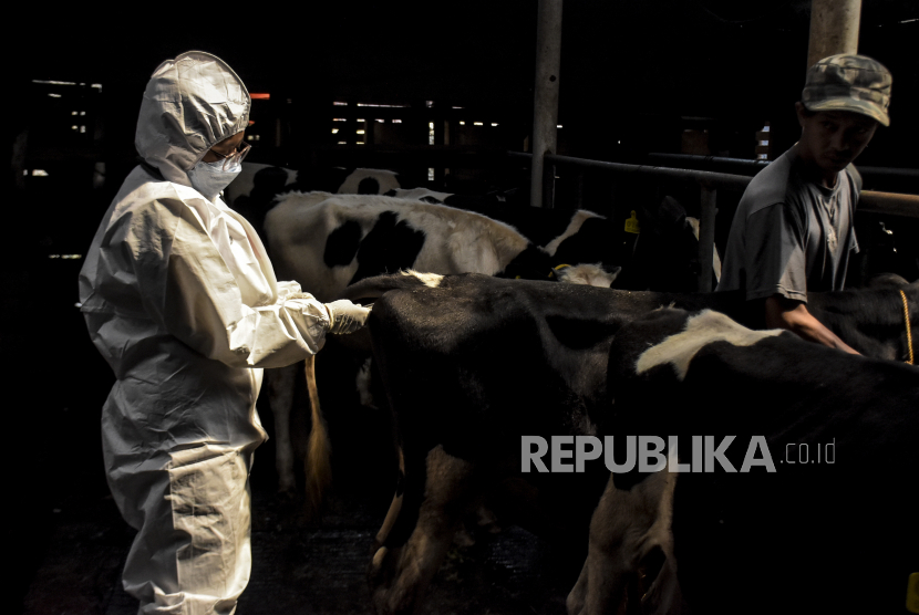 Petugas memeriksa hewan ternak sapi sebelum disuntik vaksin penyakit mulut kuku (PMK). 