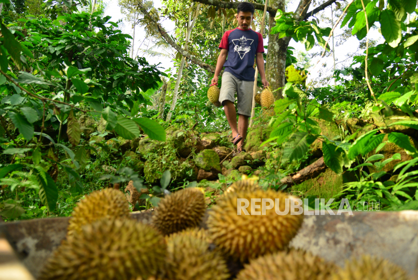 Petani memanen durian oren di Banyuwangi, Jawa Timur, Sabtu (18/4/2020). Petani di kawasan tersebut tetap beraktivitas seperti biasanya guna menunjang perekonomian mereka di tengah pandemi COVID-19