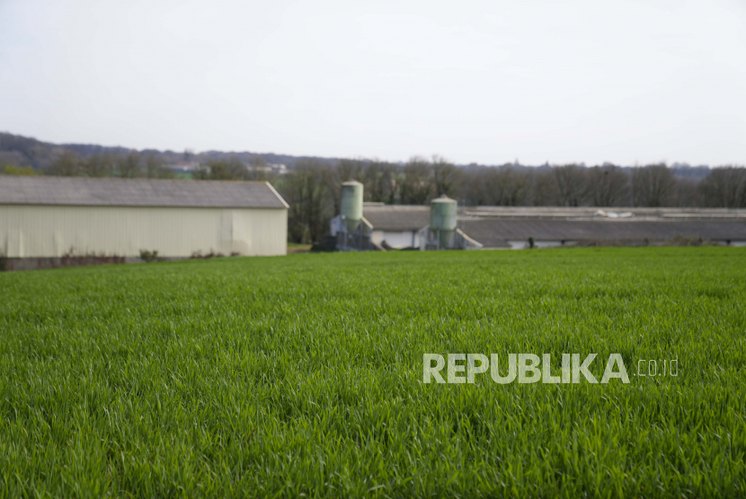  Gandum tumbuh di pertanian di Pruille-Le-Chetif, Prancis barat, Jumat, 18 Maret 2022. Lembaga keuangan internasional serukan tindakan mendesak terhadap ketahanan pangan.