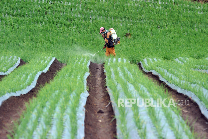 Petani menyemprotkan pestisida pada tanaman bawang daun, di Kecamatan Danau Kembar, Kab.Solok, Sumatera Barat, Sabtu (2/5/2020) (ilustrasi)