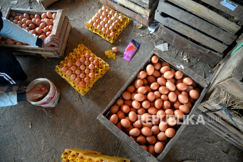 Telur ayam (ilustrasi). Dinas Pangan Tanaman Pangan dan Hortikultura (DPTPH) Provinsi Kalimantan Timur (Kaltim) menyatakan stok telur ayam di provinsi ini masih cukup untuk beberapa pekan ke depan, meski dalam beberapa hari terakhir harganya mengalami kenaikan.