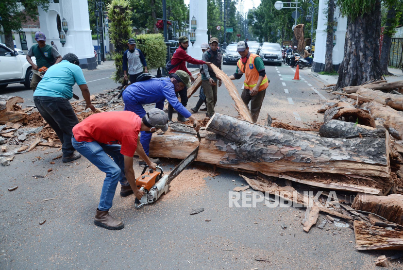 Petugas Dinas Perumahan, Kawasan Pemukiman, Pertanahan dan Pertamanan (DPKP3) Kota Bandung, menebang pohon besar yang telah lapuk dan keropos