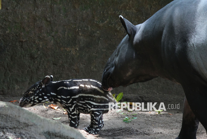Bandung Zoo Sambut Kelahiran Bayi Tapir Sumatera