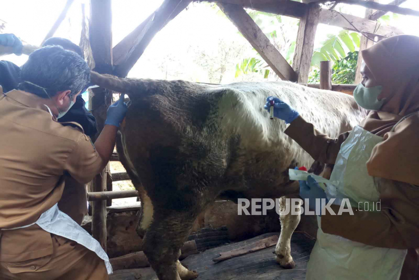 Petugas tengah memotong seekor hewan ternak sapi yang terkonfirmasi positif terkena penyakit Lumpy Skin Disease (LSD) ilustrasi 
