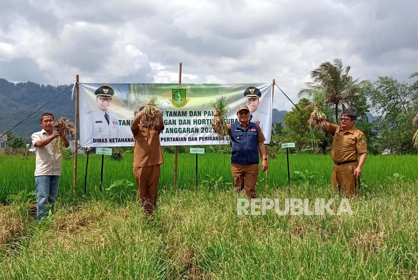 Panen perdana bawang merah digelar di Kelompok Tani Tentram Kelurahan Limusnunggal, Kecamatan Cibeureum, Kota Sukabumi, Senin (6/3/2023). 