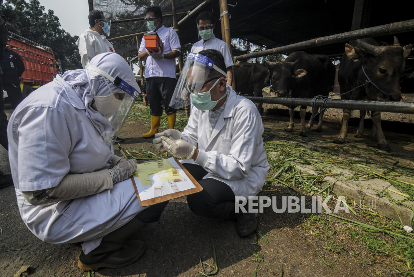 Petugas memeriksa sampel darah sapi yang akan dijadikan hewan kurban di Rumah Pemotongan Hewan Cakung, Jakarta Utara (ilustrasi).