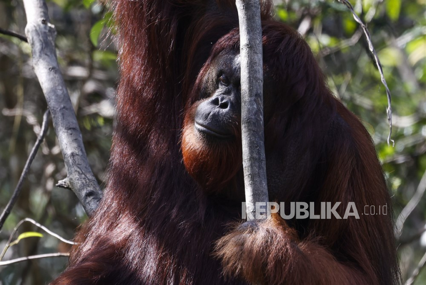 Orangutan kalimantan. IUCN memasukkan Orangutan pada kategori terancam punah.