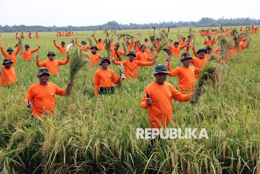 Sejumlah prajurit TNI memperlihatkan padi saat mengikuti Panen Raya di Kecamatan Pantai Labu, Kabupaten Deli Serdang, Sumatera Utara, Kamis (10/7/2025). Panglima TNI Jenderal TNI Agus Subiyanto mengatakan panen raya padi di lahan ketahanan pangan milik Kodam I/Bukit Barisan dengan luas 80 hektare tersebut dapat menghasilakan 520 ton padi guna membantu program swasembada pangan nasioanal dan makan bergizi gratis di Sumatera Utara.