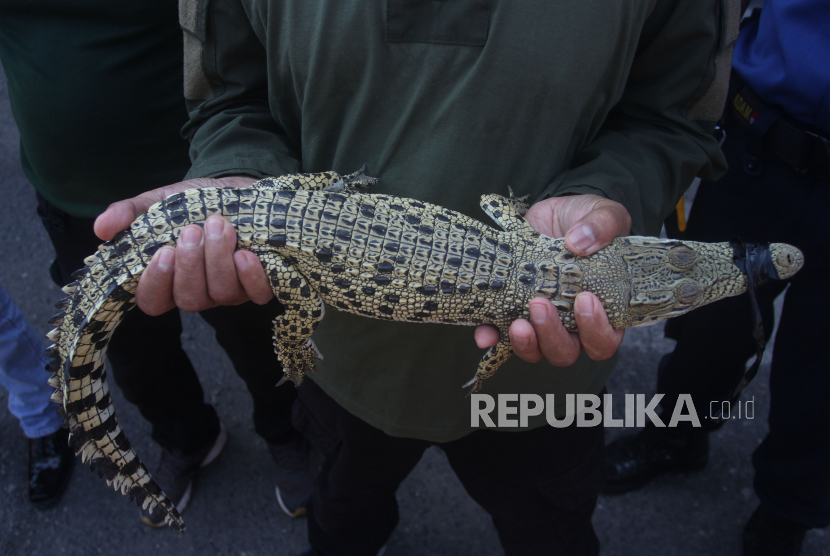 Petugas Balai Konservasi Sumber Daya Alam (BKSDA) Sumatera Barat memegang seekor buaya muara (Crocodylus porosus) yang dievakuasi dari rumah warga oleh petugas pemadam kebakaran Kota Padang, Sumatera Barat, Rabu (6/3/2020). Buaya sepanjang 80 cm itu kemudian akan dilepasliarkan kembali setelah diperiksa kondisi fisik dan kesehatannya