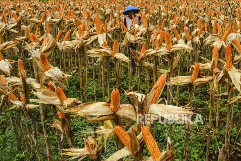 Petani mengeringkan jagung yang akan dipanen di Desa Handapherang, Kabupaten Ciamis, Jawa Barat, Jumat (10/7/2020). Kementerian Pertanian (Kementan) menargetkan produksi jagung tahun 2021 bisa mencapai 22,5 juta ton.