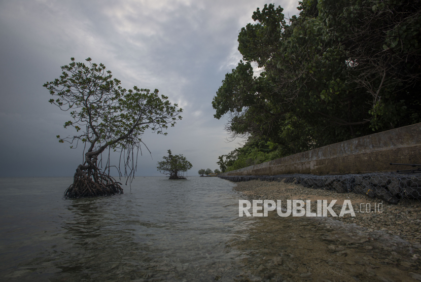 Tanggul beton berdiri dan tanaman-tanaman bakau tumbuh di pesisir Pulau Sabira, Kabupaten Kepulauan Seribu, DKI Jakarta, Ahad (20/6/2021). Pembangunan tanggul dan pemecah ombak oleh pemerintah serta penanaman tanaman bakau oleh masyarakat setempat dilakukan sebagai upaya mencegah abrasi oleh gelombang arus laut yang mengikis wilayah pulau di ujung utara Kepulauan Seribu itu. 