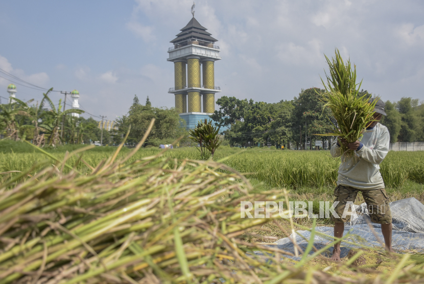Petani merontokkan padi di lahan persawahan di Soreang, Kabupaten Bandung, Jawa Barat, Senin (6/11/2023). 