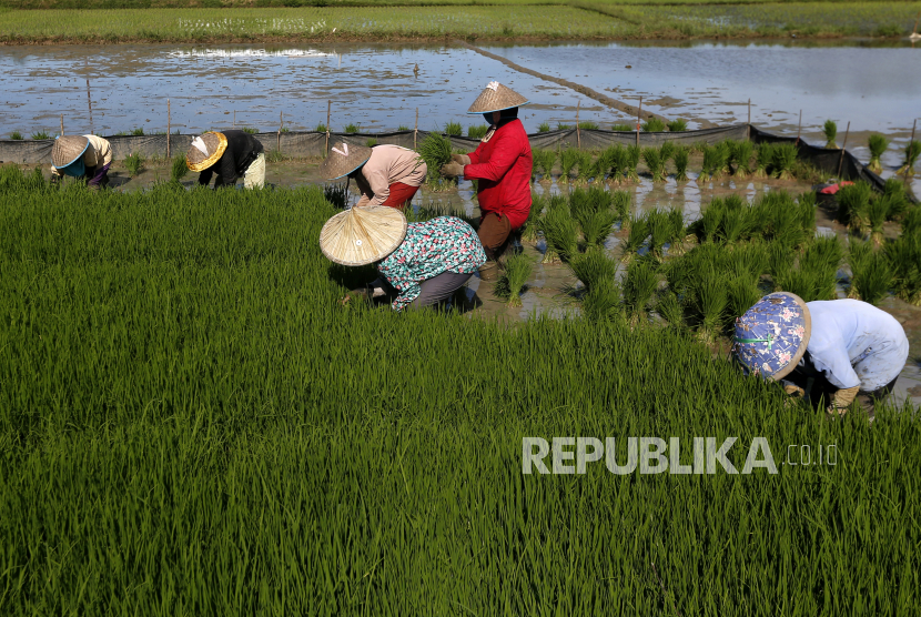 Petani menyiapkan bibit padi untuk ditanam pada musim tanam pertama awal 2021 (ilustrasi). Kementerian BUMN tengah menyiapkan pembentukan holding BUMN pangan agar pengelolaan pangan dalam negeri dapat lebih kuat.