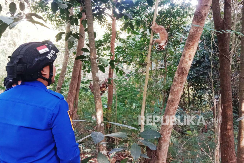 Petugas dari UPT Damkar Satpol PP Kabupaten Kuningan melepasliarkan seekor kukang jawa ke habitatnya, Rabu (16/8/2023). 