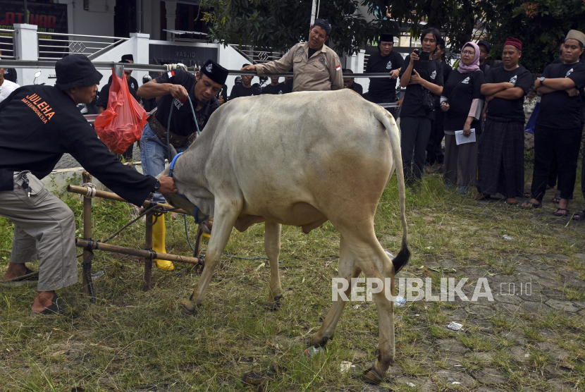 Juru sembelih hewan menjelaskan cara mengikat hewan qurban sebelum penyembelihan saat pelatihan di Masjid Nurul Iman Perum Widya Asri, Kota Serang, Banten, Ahad (26/5/2024). Pelatihan yang digelar perkumpulan juru sembelih halal tersebut diikuti 65 orang pengurus masjid dan panitia qurban dari berbagai daerah.