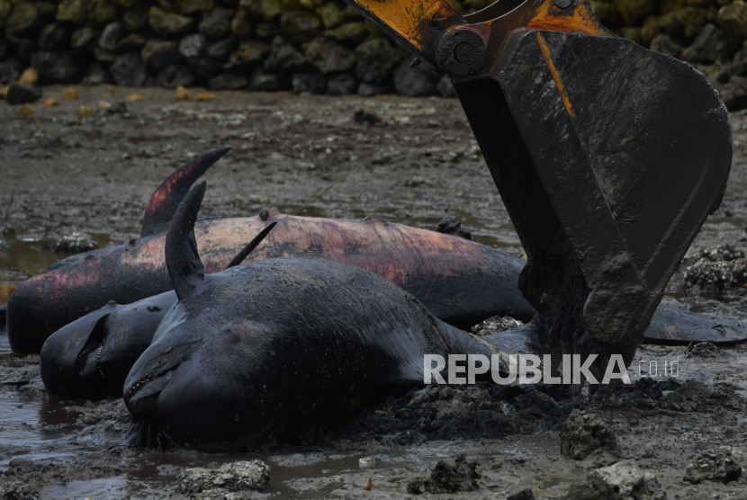 Petugas menggunakan alat berat mengubur bangkai Paus Pilot Sirip Pendek. Sekitar 31 paus pilot mati setelah terdampar massal di pantai Selandia Baru.