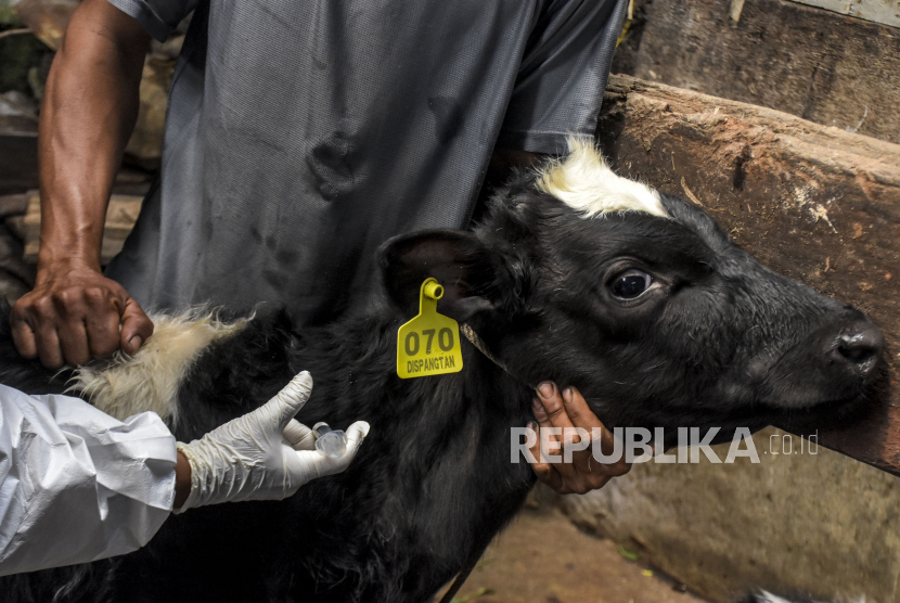 Petugas menyuntikkan vaksin penyakit mulut kuku (PMK) tahap kedua ke hewan ternak sapi (ilustrasi).