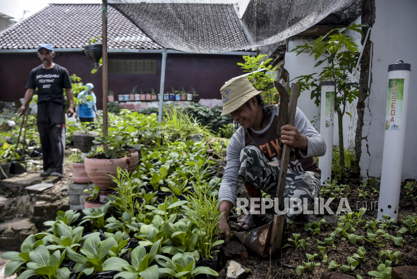 Warga merawat berbagai jenis tanaman sayur di sebuah gang permukiman (ilustrasi). Pemerintah Kota Jakarta Utara (Pemkot Jakut) mendorong warga setempat untuk menanam cabai secara mandiri melalui pertanian perkotaan.