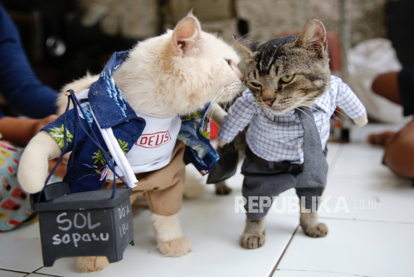 Dua kucing peliharaan dipasangi pakaian (Ilustrasi). Sebagian pemilik kucing mendapatkan hewan peliharaannya dengan cara membelinya.