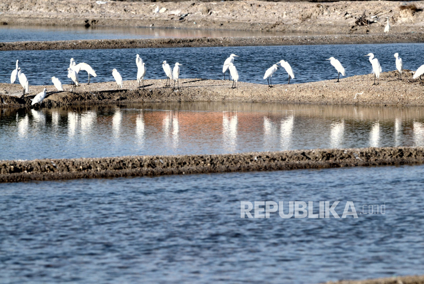Kawanan burung kuntul bertengger di areal tambak garam Desa Tanjung, Pamekasan, Jawa Timur. Perubahan iklim menyebabkan banyak burung melakukan migrasi hingga ratusan kilometer guna bertahan hidup 