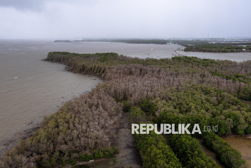 Foto udara kondisi vegetasi hutan mangrove yang  meranggas di pesisir Desa Bedono, Kecamatan Sayung, Kabupaten Demak, Jawa Tengah, Rabu (28/1/2026). 