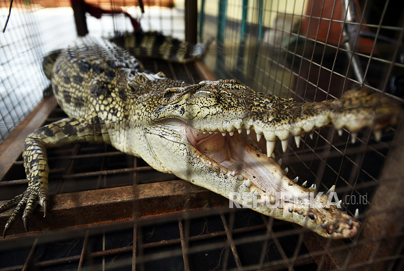 BKSDA Evakuasi 2 ekor Buaya Muara di Air Bangis Pasaman Barat. Foto: Seekor buaya muara (Crocodylus porosus) / Ilustrasi