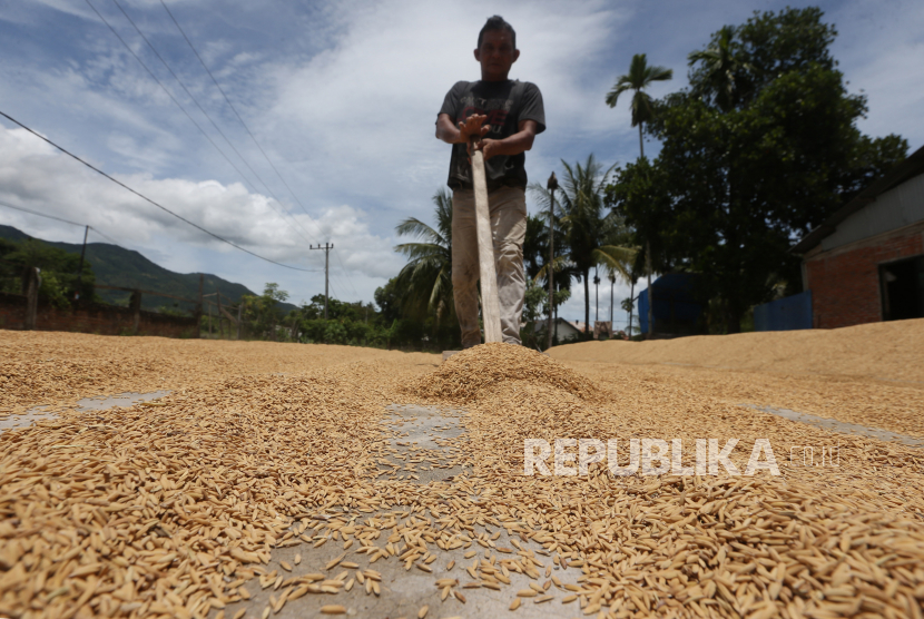 Badan Ketahan Pangan (BKP) Kementerian Pertanian dan PT Pertani berkolaborasi menyerap gabah petani di Kendal, Jawa Tengah. (Ilustrasi)