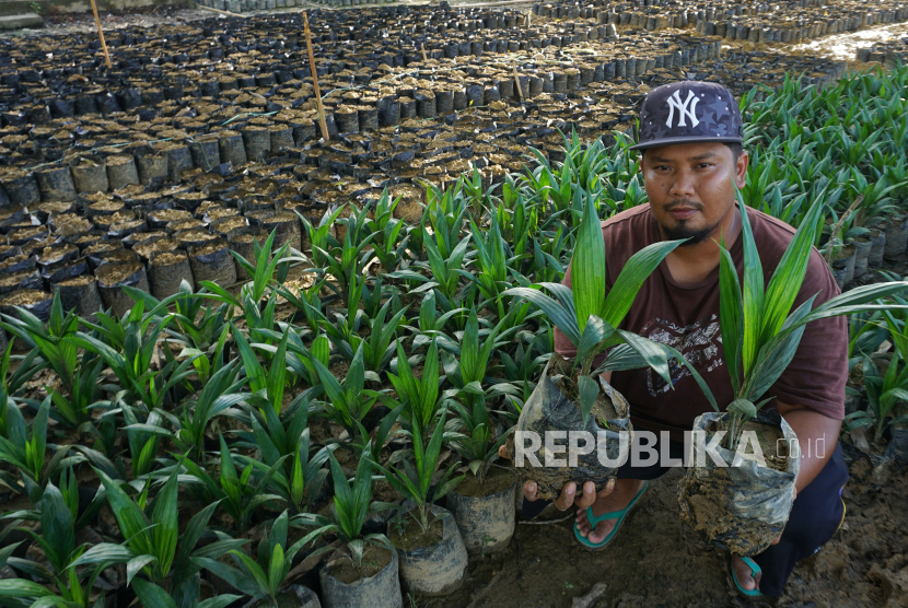 Pekerja memperlihatkan bibit tanaman sawit. Dinas Perkebunan Kabupaten Nagan Raya Provinsi Aceh pada 2022 ini mengusulkan program peremajaan kebun sawit petani seluas 3.300 hektare (ha).