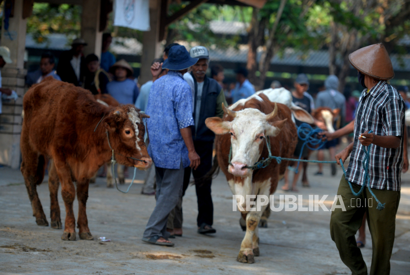 Pemilik berkeliling menjual hewan ternak sapi di Pasar Hewan Ambarketawang, Sleman, Yogyakarta, Selasa (20/6/2023). Jelang Hari Raya Idul Adha 1444H Pasar Hewan Ambarketawang tidak terlalu ramai dibanting tahun lalu. Sedangkan harga sapi untuk kurban turun sekitar satu hingga dua jutaan. Sementara itu, kebutuhan hewan kurban sapi untuk Sleman sebanyak 9.150 ekor. Sedangkan ketersediaan hanya ada 3.690 ekor sehingga masih kurang sekitar 5.460 ekor.