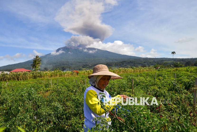 Petani memanen cabe saat Gunung Marapi erupsi di Padang Panjang, Sumatera Barat, Sabtu (4/1/2024). Pos Pengamatan Gunung Api (PGA) Marapi mencatat, erupsi gunung yang berstatus Level II (Waspada) itu berlangsung sekitar pukul 09.43 WIB dengan durasi sekitar 1 menit 40 detik dengan tinggi kolom abu teramati kurang lebih 1.000 meter di atas puncak. 