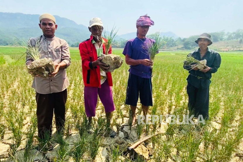 Para petani dari Kelompok Tani Subur Tani Desa Pabuaran, Kecamatan Sukamakmur, Kabupaten Bogor, di sawah seluas 7,5 ektare yang mengalami gagal panen pada tahun ini.