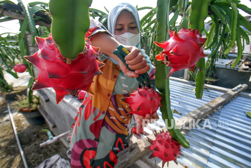 Warga menanam buah naga ilustrasi. Program Cahaya untuk Sang Naga PLN bantu petani buah naga 