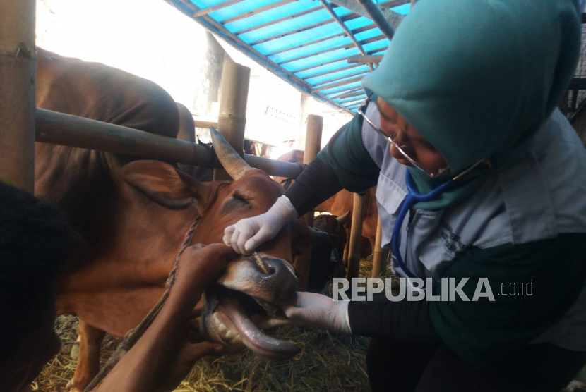 Petugas kesehatan hewan memeriksa kondisi hewan ternak untuk kurban di lapak penjualan hewan di Kota Tasikmalaya, Jawa Barat, Rabu (21/6/2023). 