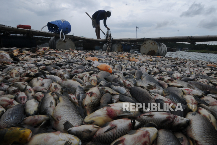  Ikan nelayan Keramba Jaring Apung (KJA) di Danau Ranau, Desa Keagungan, Kecamatan Lumbok Seminung, Kabupaten Lampung Barat, Lampung, mati massal, (ilustrasi).
