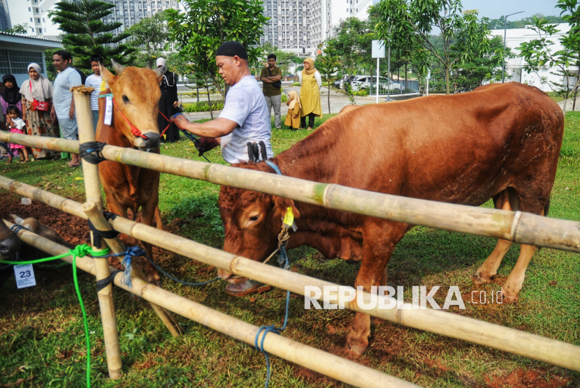 Panitia bersiap menyembelih hewan kurban di Masjid At-Thohir, Depok, Jawa Barat, Jumat (6/6/2025). Tahun ini, panitia kurban Masjid At-Thohir menyembelih 7 ekor sapi dan 18 ekor domba/kambing. Selanjutnya, daging kurban akan didistribusikan kepada warga, panti asuhan, serta lembaga sosial di sekitar lingkungan masjid.