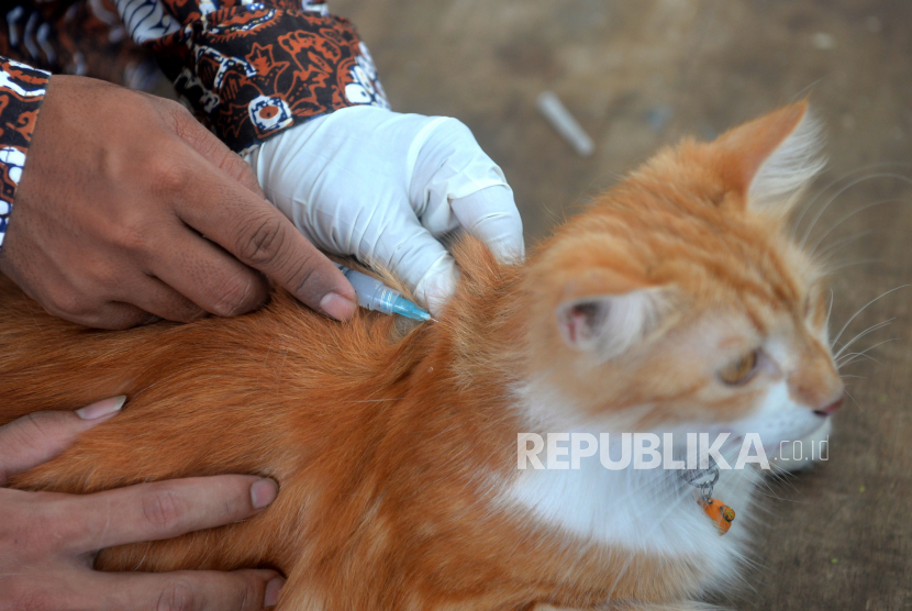 Petugas menyuntik vaksin rabies pada kucing ilustrasi. Pemerintah Kota Jakarta Selatan menggencarkan vaksinasi rabies untuk hewan peliharaan warga.